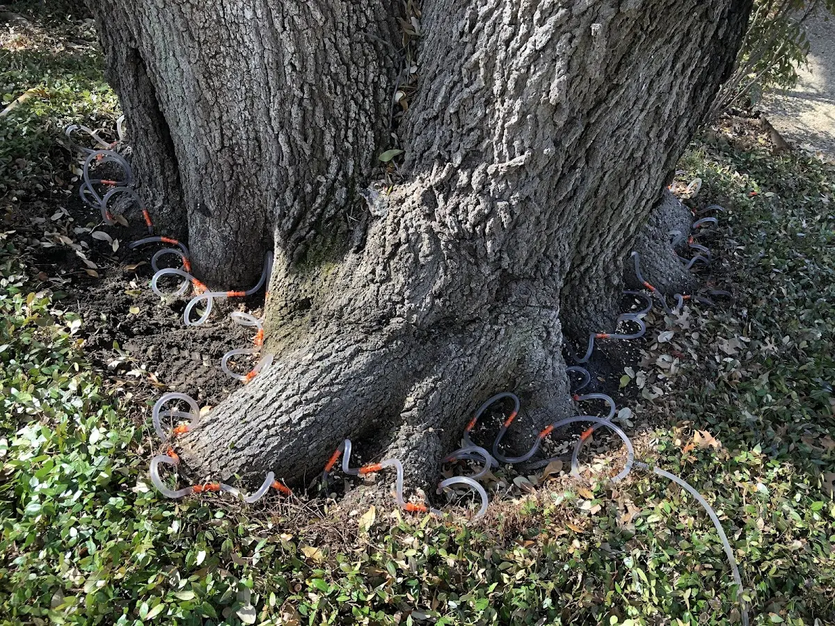 Detailed Tree Cabling and Bracing job site in Nebraska City