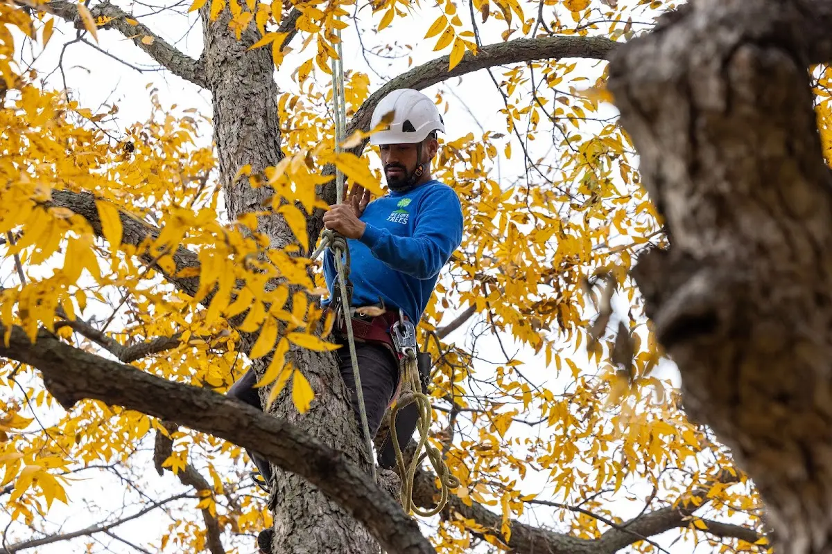 Skilled Tree Planing crew working in Nebraska City